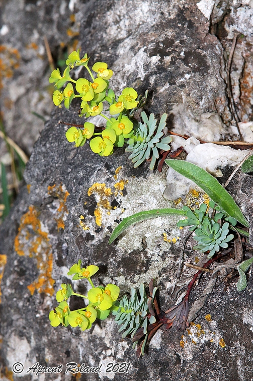 Euphorbia saxatilis 4