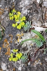 Euphorbia saxatilis 4