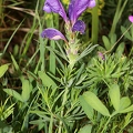 Dracocephalum austriacum 4