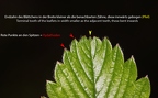 Fragaria viridis 10