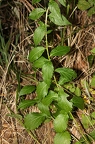 Adenophora liliifolia 2