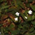Adenophora liliifolia 7