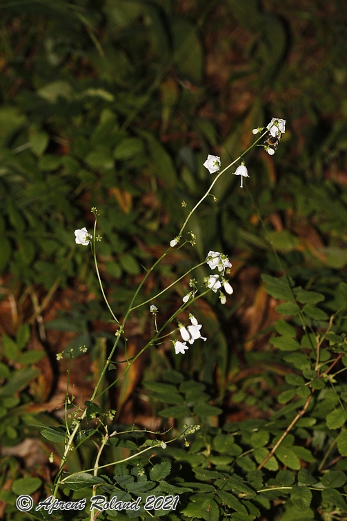 Adenophora liliifolia 8
