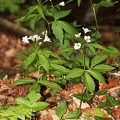 Cardamine waldsteinii 02