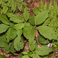 Cardamine waldsteinii 12