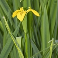 Iris pseudacorus 4