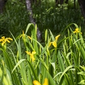 Iris pseudacorus 5