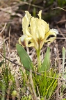 Iris pumila 03