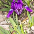 Iris pumila 04