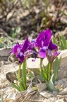 Iris pumila 06