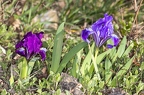Iris pumila 08