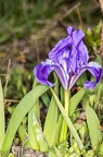 Iris pumila 09