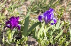 Iris pumila 10