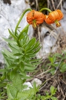 Lilium carniolicum 02