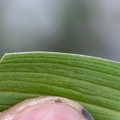 Lilium carniolicum 10
