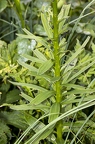 Lilium carniolicum 14