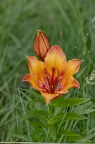 Lilium bulbiferum 10