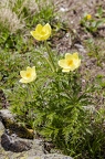 Pulsatilla alpina subsp apiifolia 01