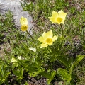 Pulsatilla alpina subsp apiifolia 03