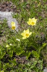 Pulsatilla alpina subsp apiifolia 03