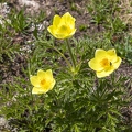 Pulsatilla alpina subsp apiifolia 02