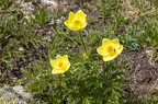 Pulsatilla alpina subsp apiifolia 02