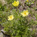 Pulsatilla alpina subsp apiifolia 04