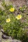 Pulsatilla alpina subsp apiifolia 04