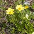 Pulsatilla alpina subsp apiifolia 05