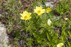 Pulsatilla alpina subsp apiifolia 05