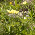 Pulsatilla alpina subsp apiifolia 07