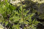 Pulsatilla alpina subsp apiifolia 08