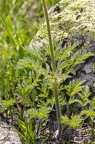 Pulsatilla alpina subsp apiifolia 09