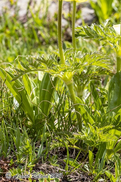Pulsatilla alpina subsp apiifolia 10