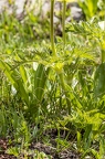 Pulsatilla alpina subsp apiifolia 10