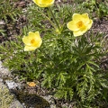 Pulsatilla alpina subsp apiifolia 11