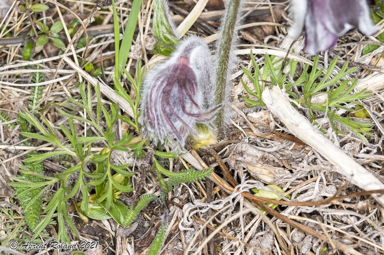 Pulsatilla pratensis subsp nigricans 2 7