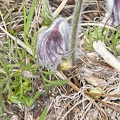 Pulsatilla pratensis subsp nigricans 2 7