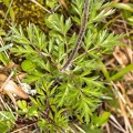 Pulsatsilla alpina subsp alba 01