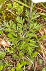 Pulsatsilla alpina subsp alba 01