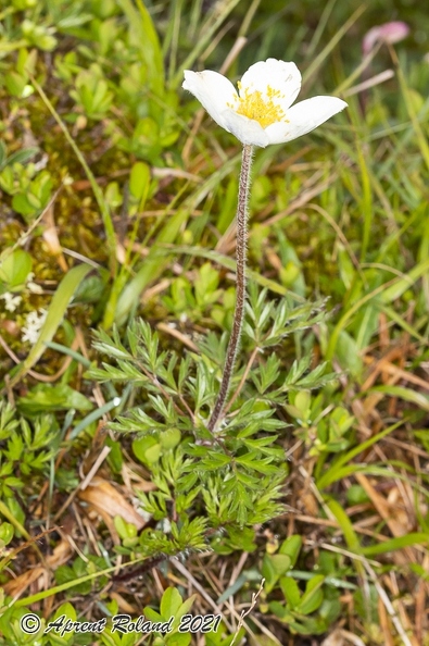 Pulsatsilla alpina subsp alba 02