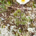 Pulsatsilla alpina subsp alba 03