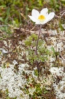 Pulsatsilla alpina subsp alba 03