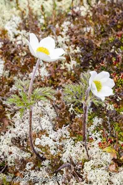 Pulsatsilla alpina subsp alba 04