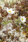 Pulsatsilla alpina subsp alba 04