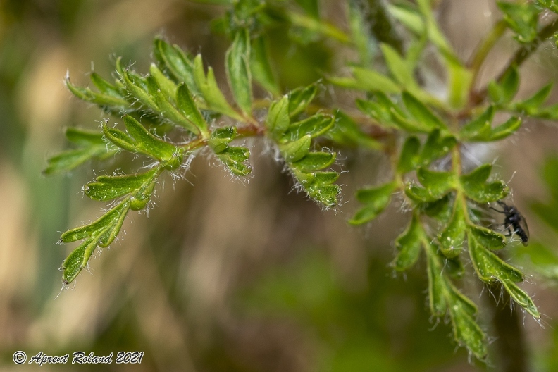 Pulsatsilla alpina subsp alba 05