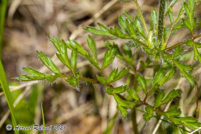 Pulsatsilla alpina subsp alba 06
