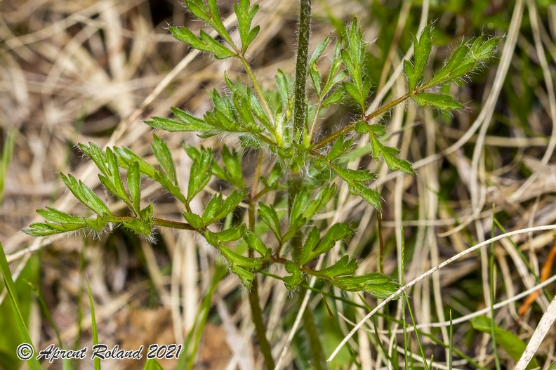 Pulsatsilla alpina subsp alba 07