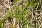 Pulsatsilla alpina subsp alba 07