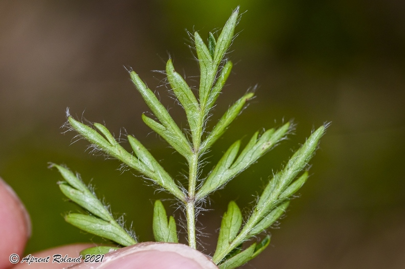Pulsatsilla alpina subsp alba 09